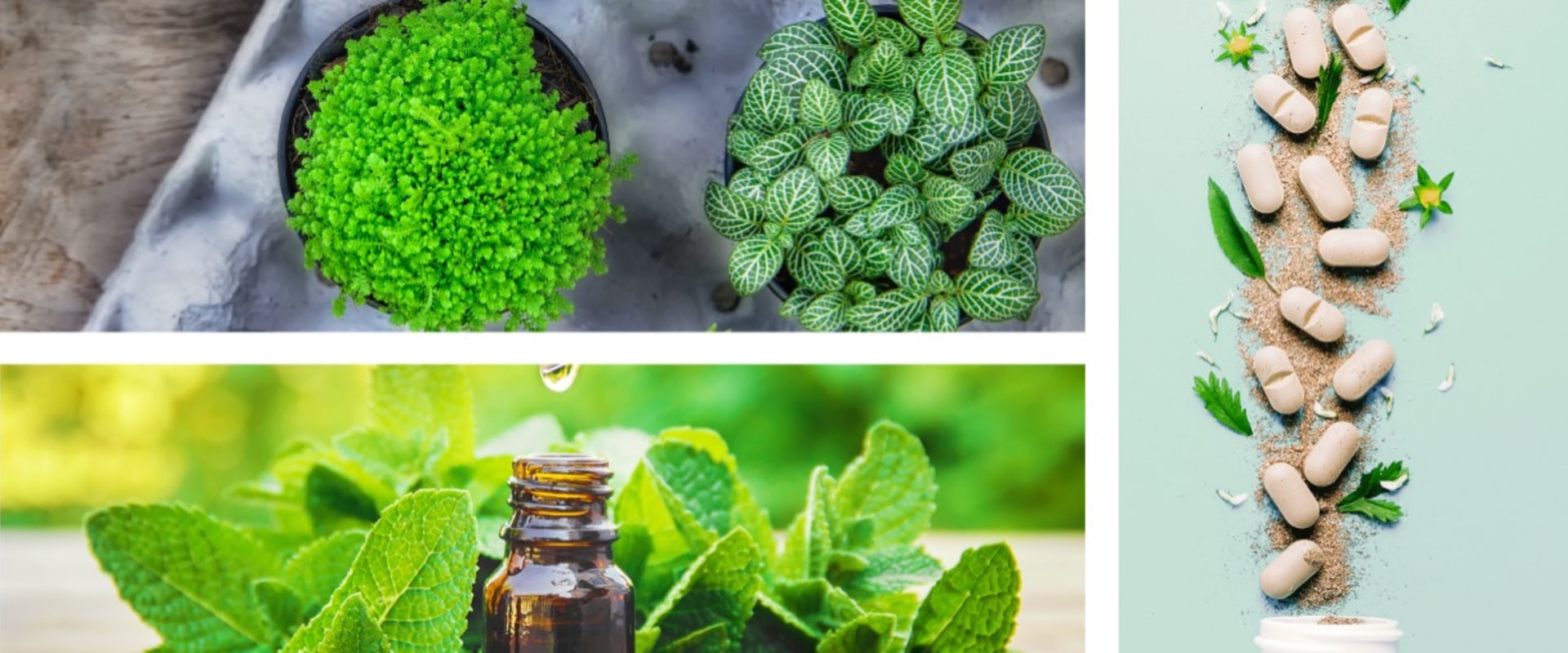 Exploring Traditional Naturopathy: A Comprehensive Overview