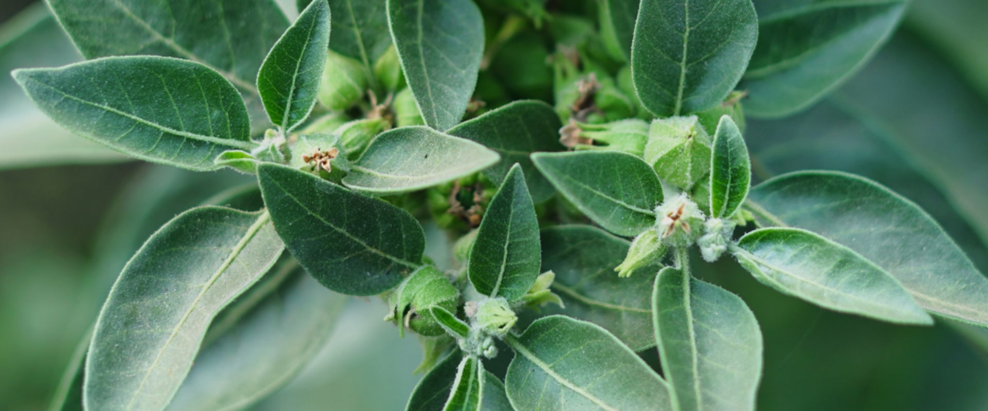 The Fascinating History and Origins of Herbal Medicine