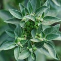 The Fascinating History and Origins of Herbal Medicine
