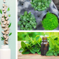 Types of Modern Alternative Medicine: A Comprehensive Look at Naturopathy and Integrative Health
