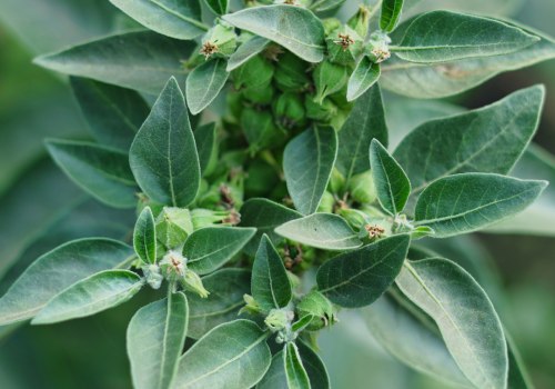 The Fascinating History and Origins of Herbal Medicine